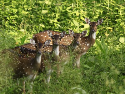 muthanga_wildlife_sanctuary20131031111301_12_1